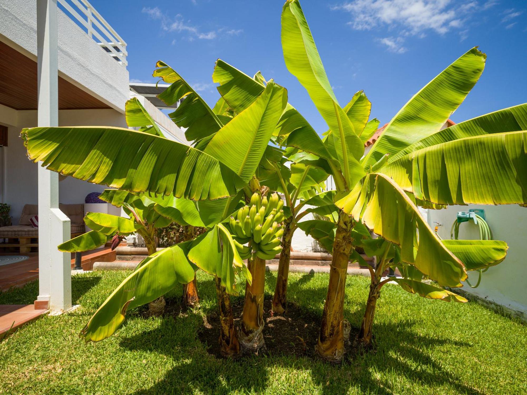 Banana House In Top Location By Tenpropertiesgc Maspalomas  Exteriör bild
